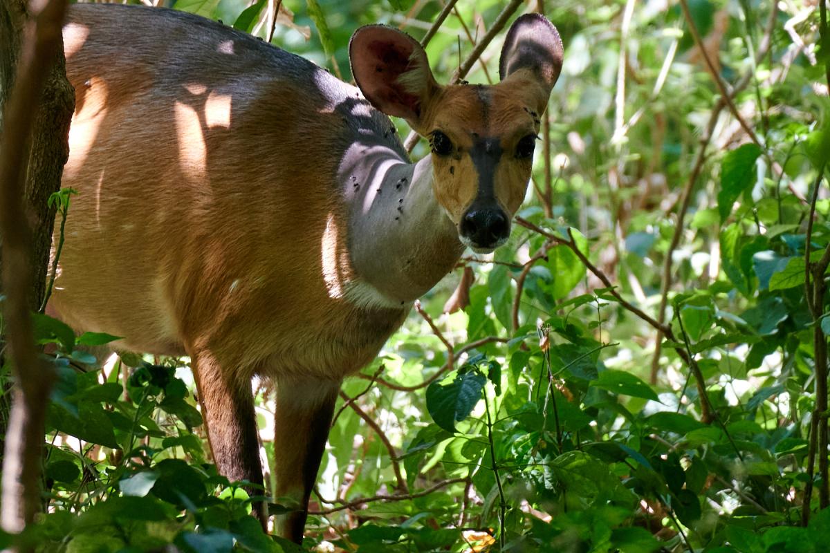 Bushbuck