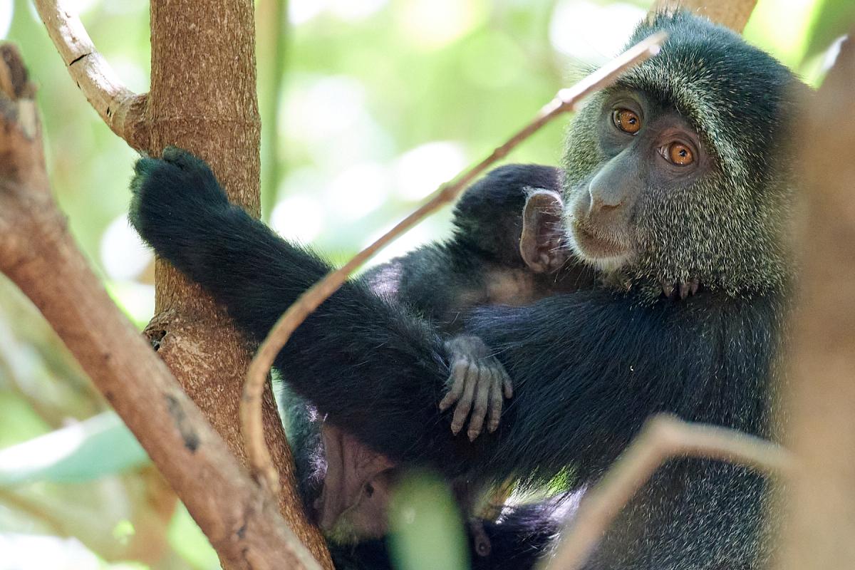 Blue monkey with baby