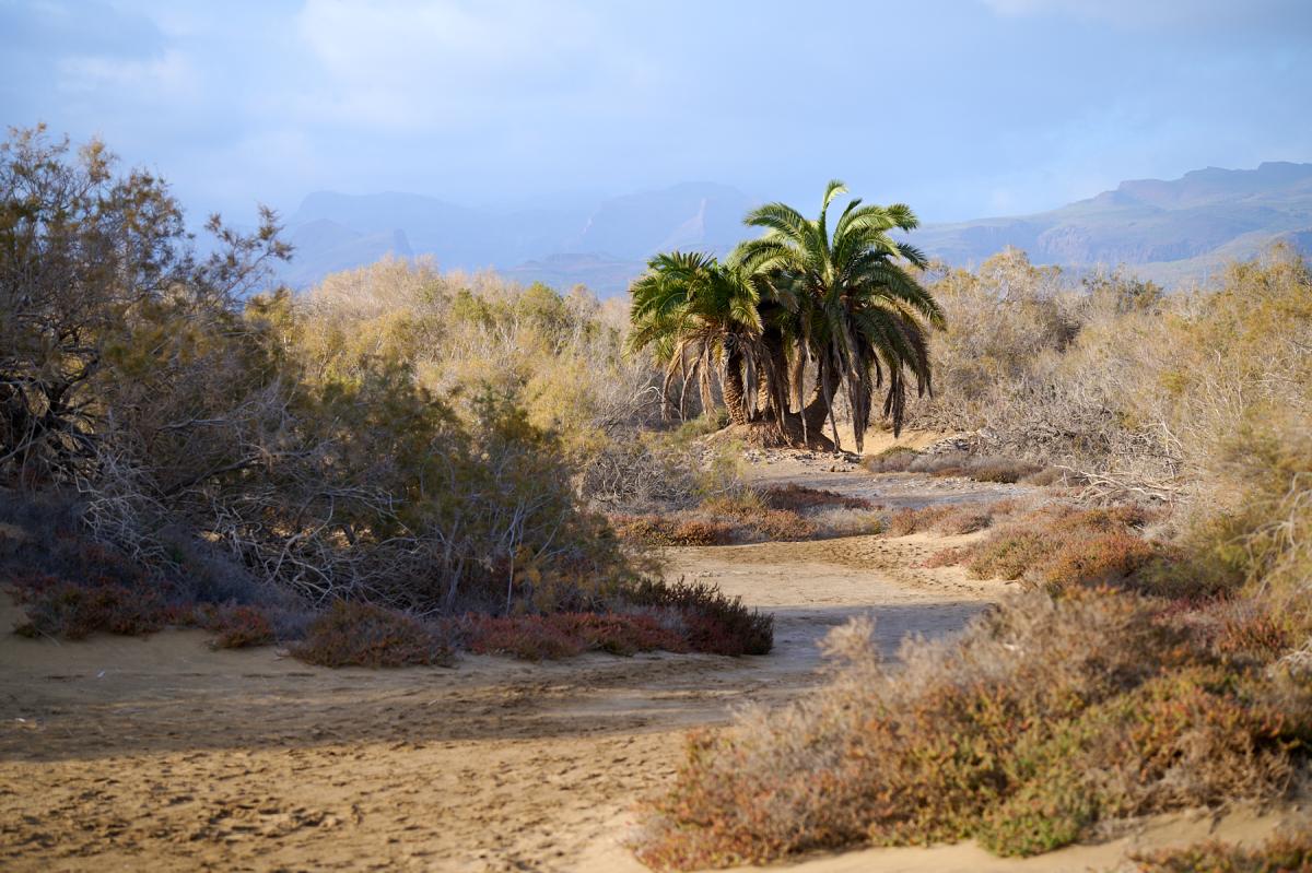 Gran Canaria nature