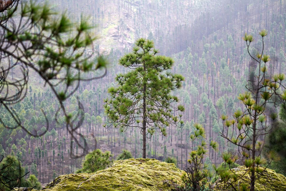 Gran Canaria nature