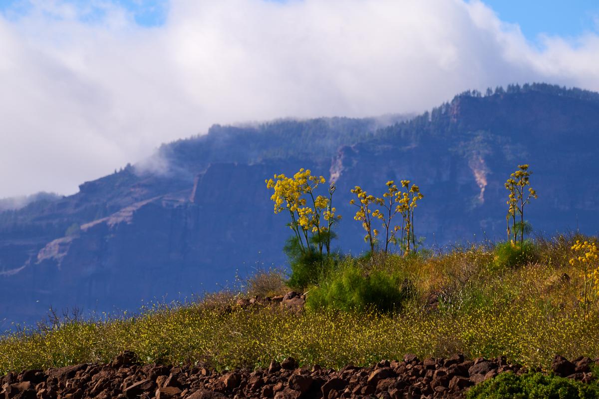 Gran Canaria nature