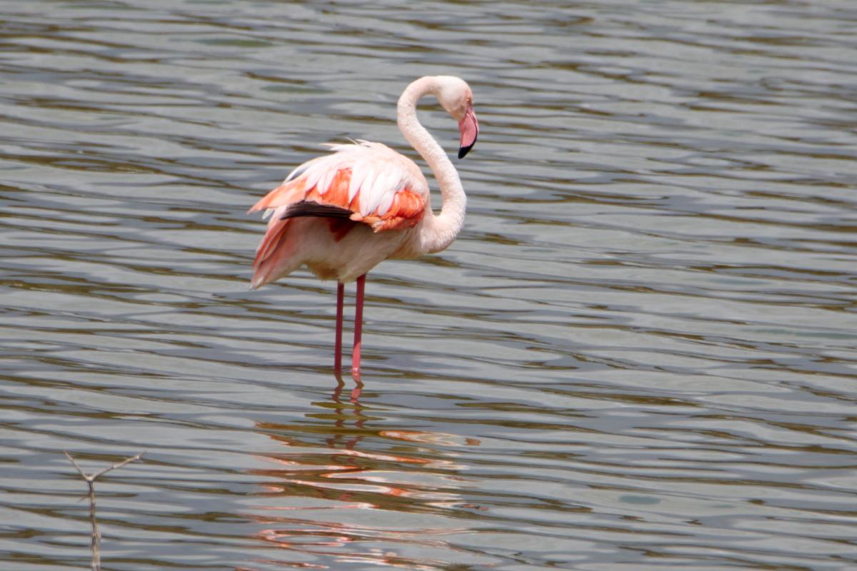 Flamingo