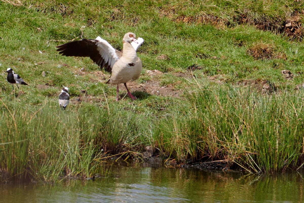 Egyptian Goose