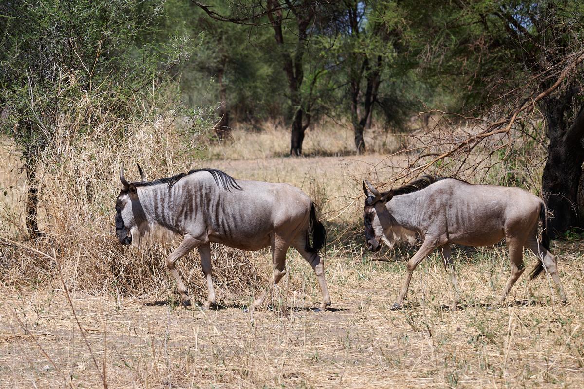 Blue Wildebeest