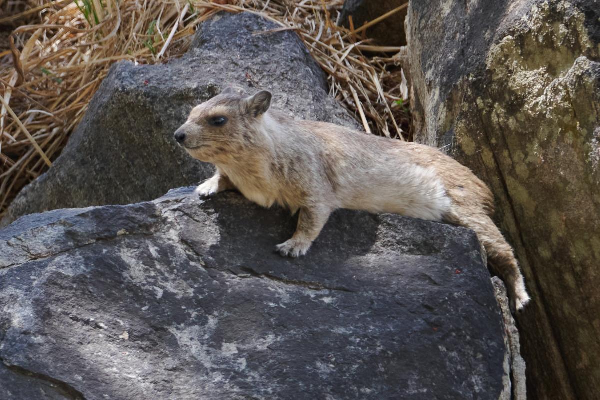 Rock hyrax