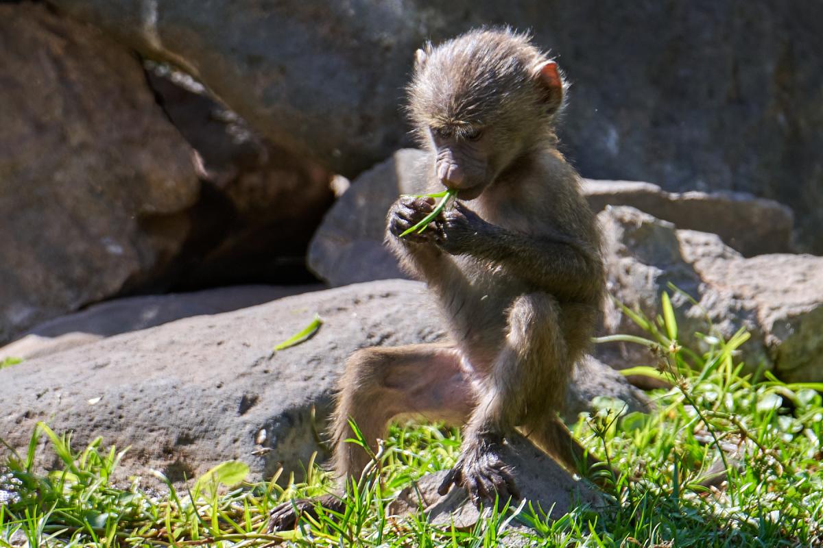 Chacma baboon