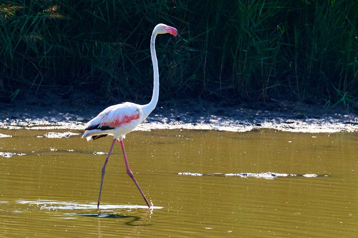 Greater Flamingo