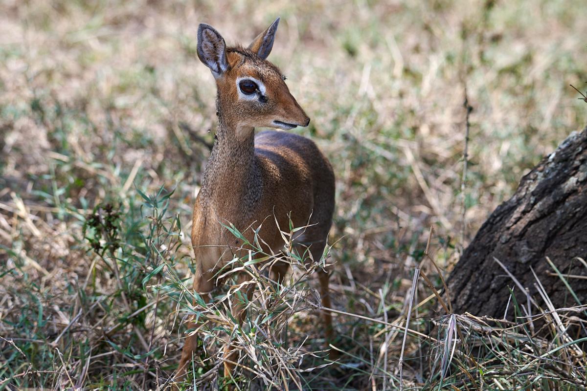 Kirkś dik-dik