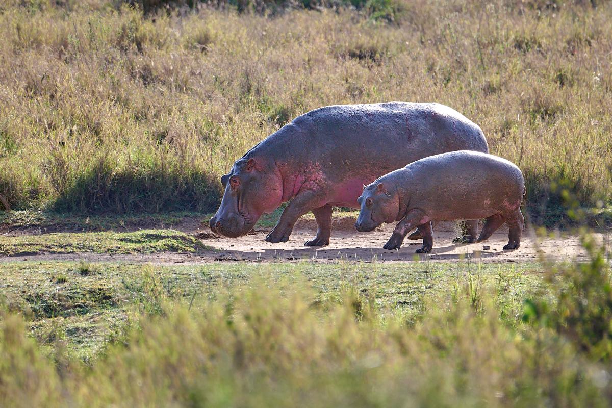 Hippo with baby