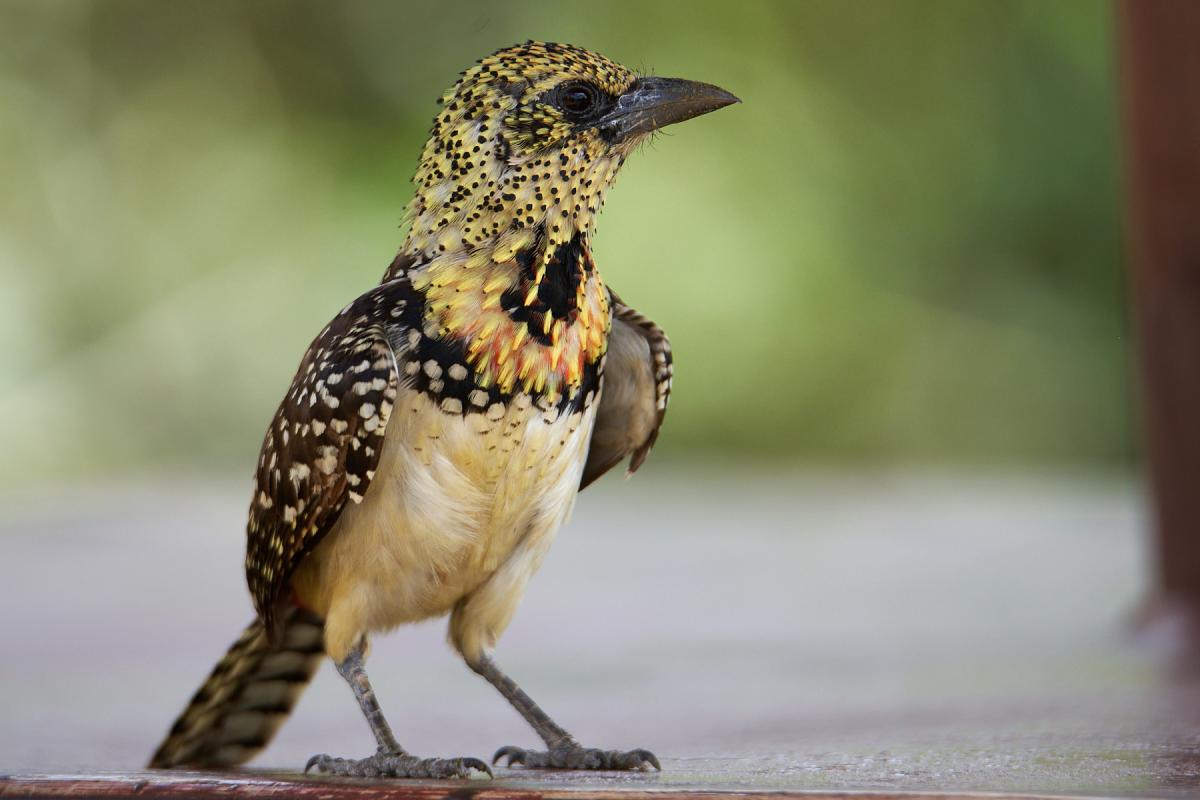 Usambiro barbet