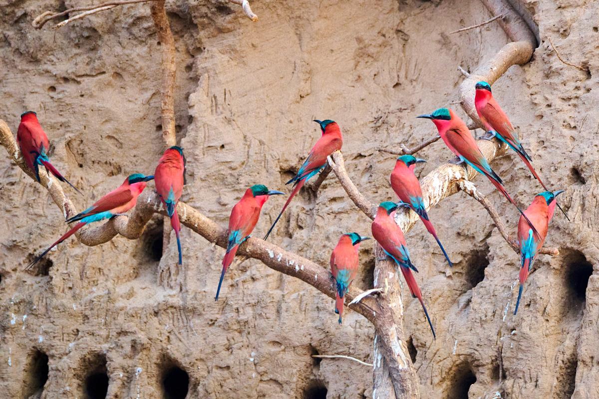 Carmine bee-eater