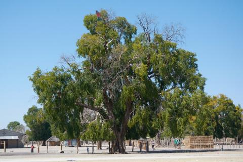 Village in Caprivi Strip