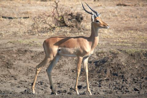 Impala