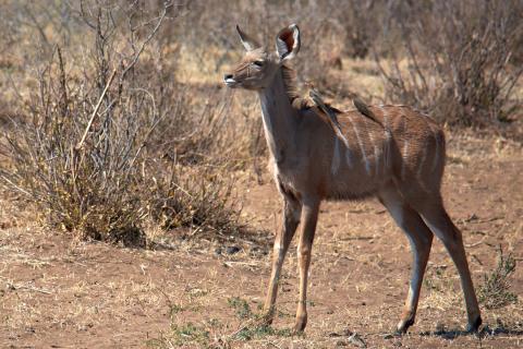 Yellow-billed oxpecker and kudu