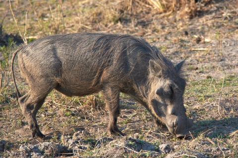 Common warthog