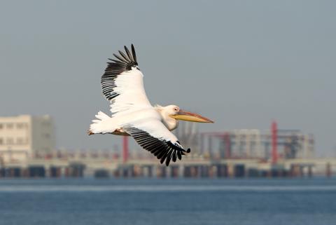 Pelican