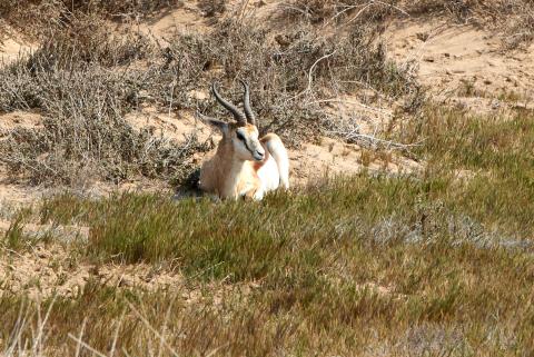 Springbok