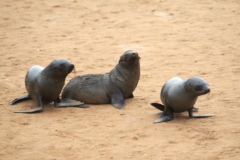 Sea lions