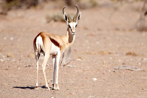 Springbok