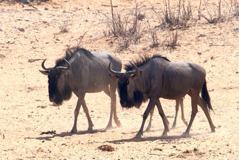 Black Wildebeest