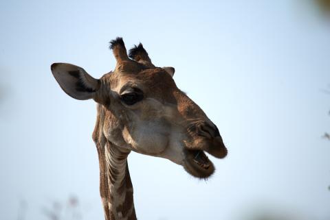 Giraffe