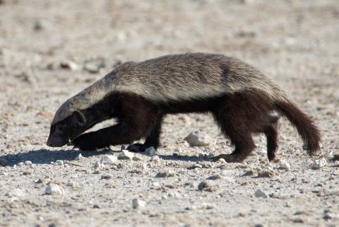 Honey Badger