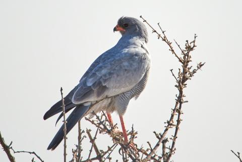 Pale Chanting Goshawk