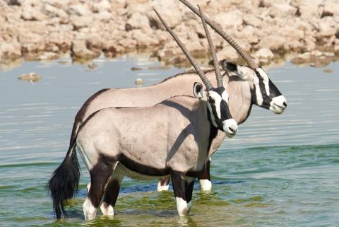 South African Oryx