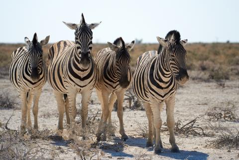 Burchell's zebra