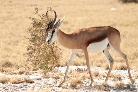 Springbok in branches