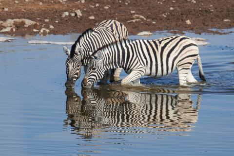 Burchell's zebra