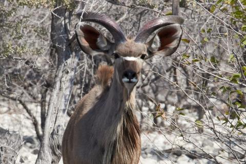 Geater Kudu