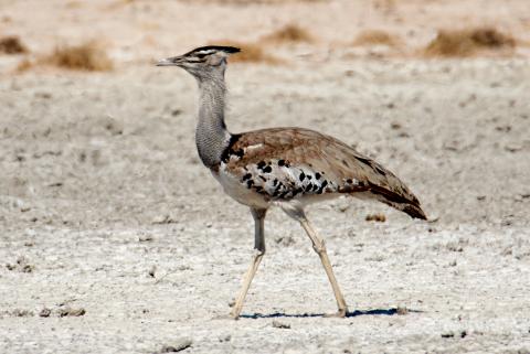 Kori Bustard