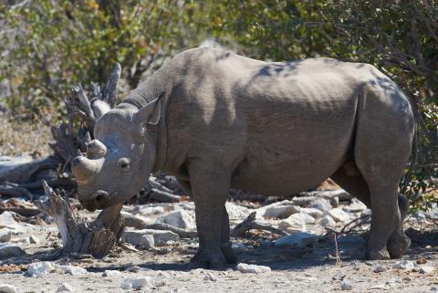 Black rhinoceros