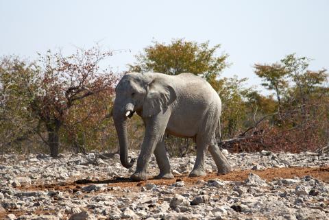 African elephant