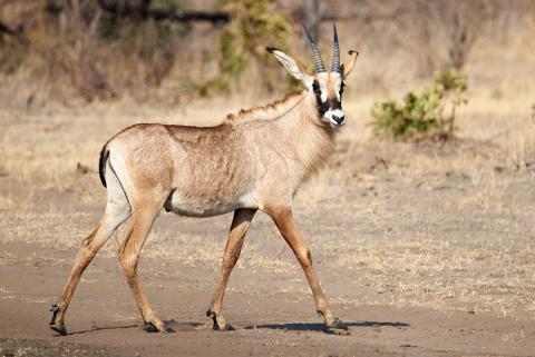 Roan antelope