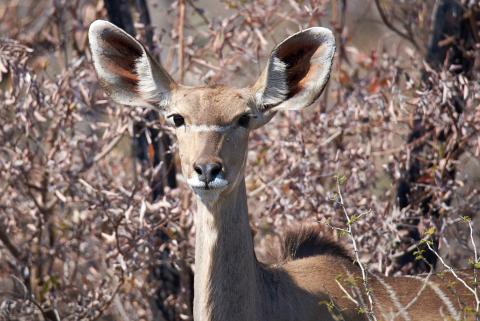 Greater kudu