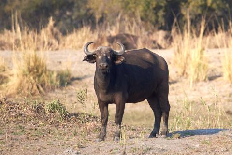 African buffalo