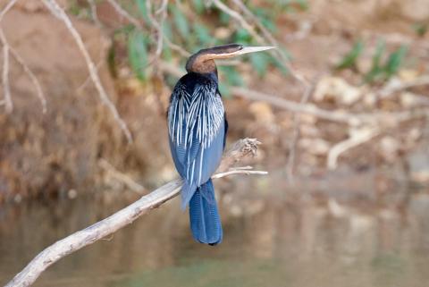 Cormorant | Travel Photography Cormorant | Travel Photography