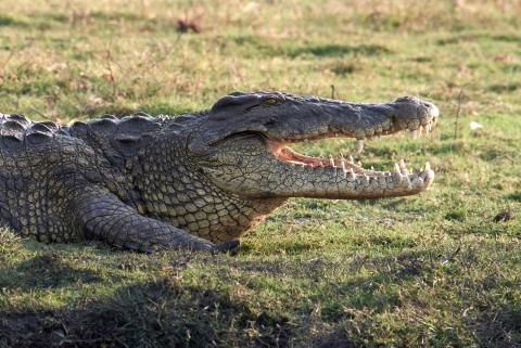 Nile crocodile