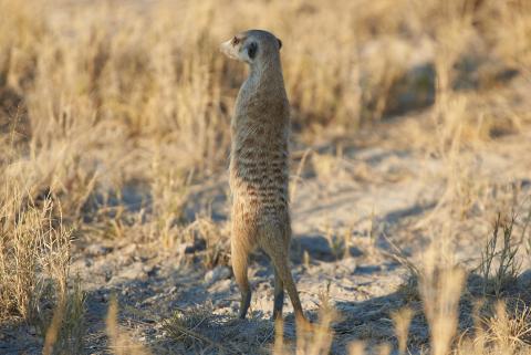 Suricate