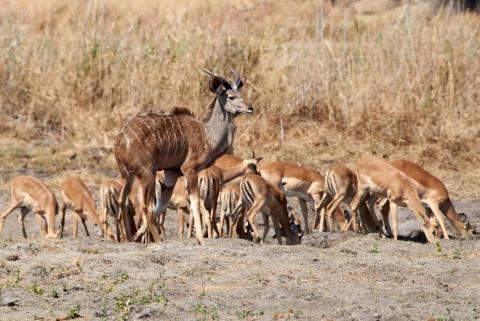 Kudu with impalas