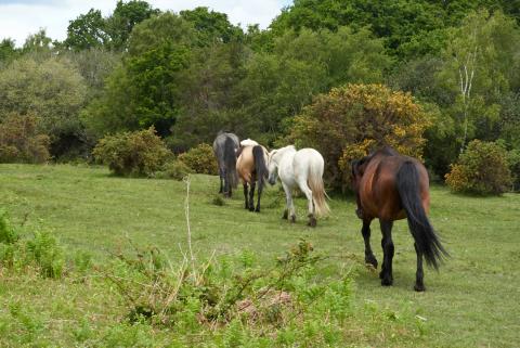 Wild horses