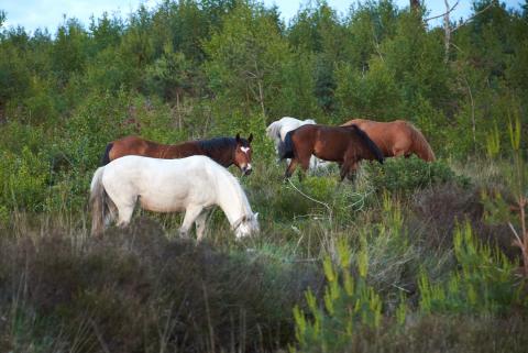 Wild horses