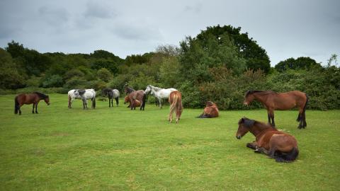 Wild horses