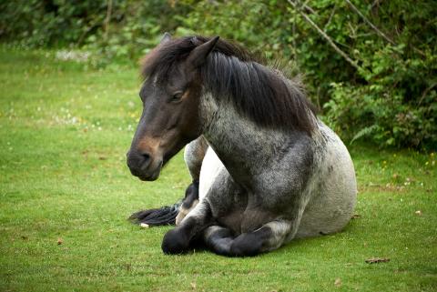 Wild horses