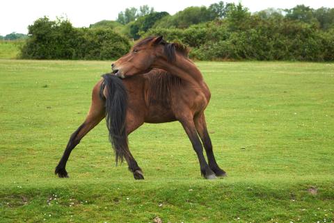 Wild horses