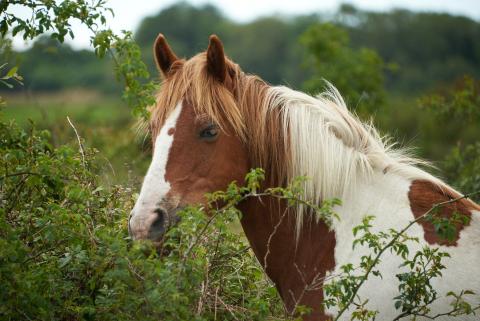 Wild horses