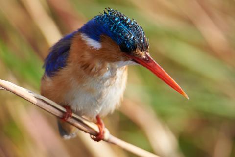 Malachite Kingfisher