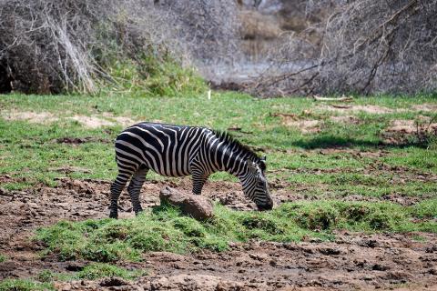 Zebra